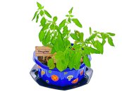 Mikro trading Grow&Decorate - Vypěstuj si bylinky na pizzu - 3 druhy v PVC květináči