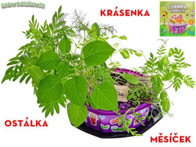 Mikro trading Grow&decorate - Vypěstuj si květiny - 4 druhy sazenic s doplňky v PVC květináči