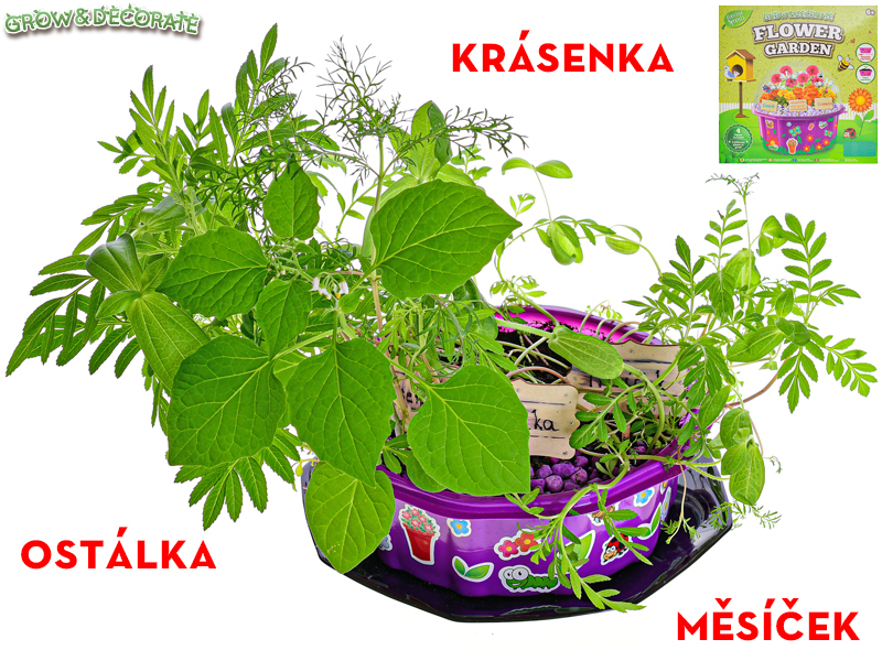 Mikro trading Grow&decorate - Vypěstuj si květiny - 4 druhy sazenic s doplňky v PVC květináči